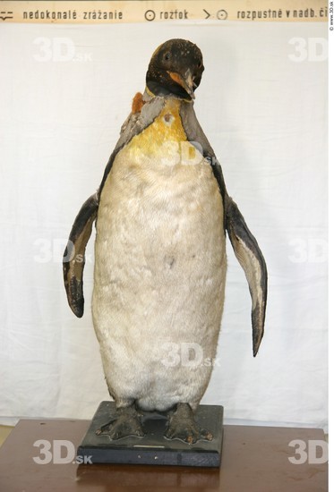 Whole Body Penguin