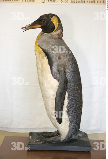 Whole Body Penguin