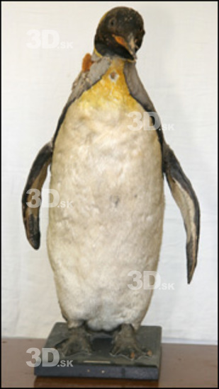 Whole Body Penguin