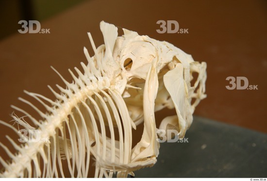 Skeleton Fish