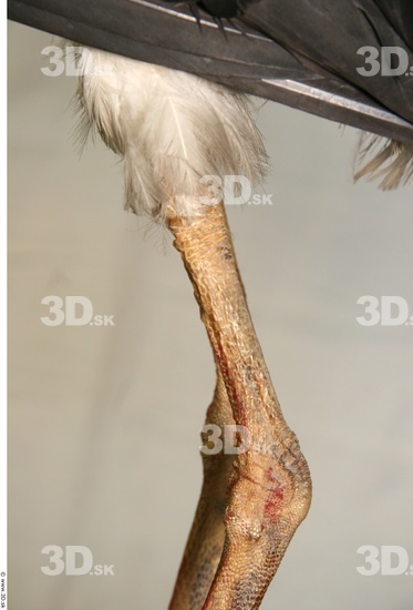 Knee Stork