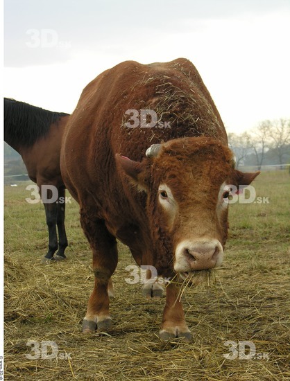 Whole Body Head Bull Animal photo references