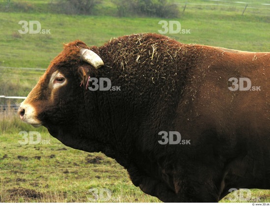 Upper Body Whole Body Bull Animal photo references