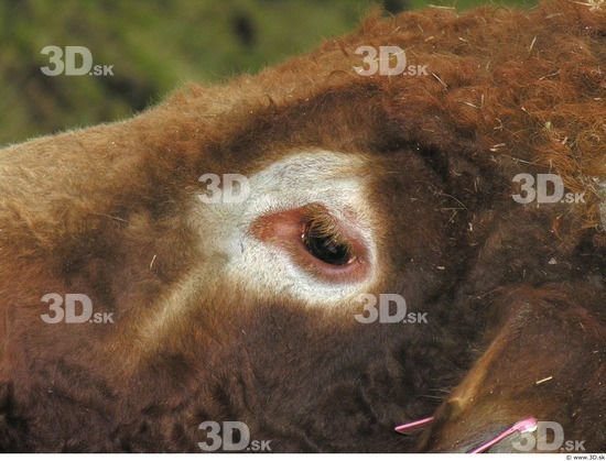 Whole Body Head Bull Animal photo references