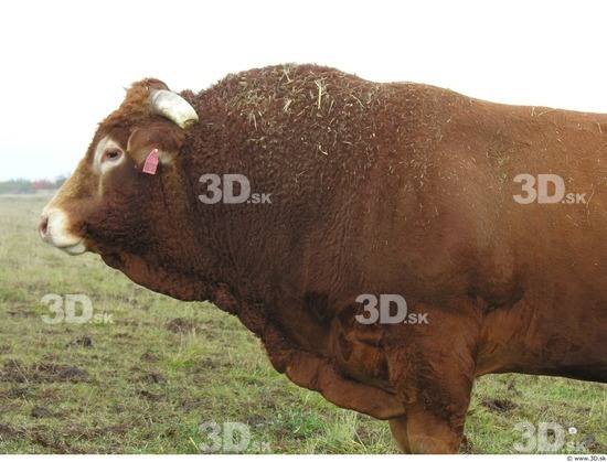 Upper Body Whole Body Bull Animal photo references