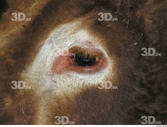 Eye Whole Body Bull Animal photo references