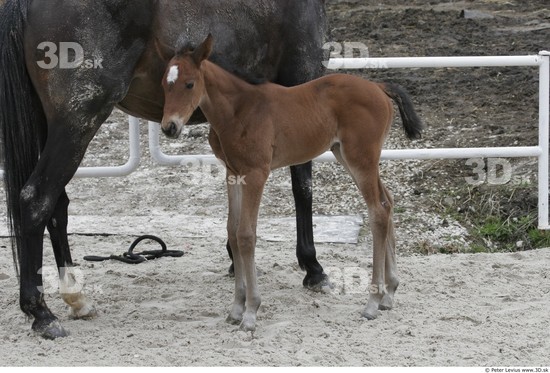 Whole Body Foal