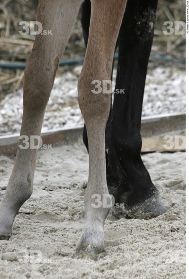 Leg Foal