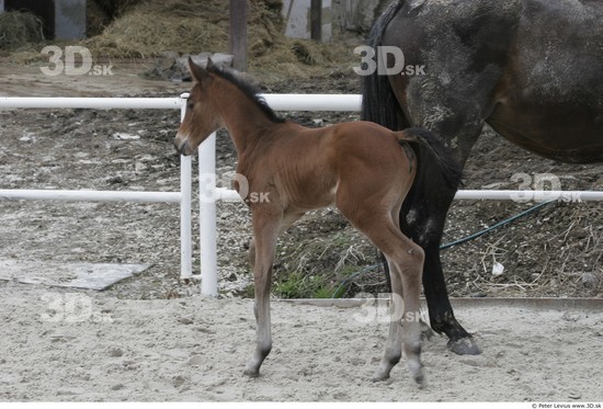 Whole Body Foal