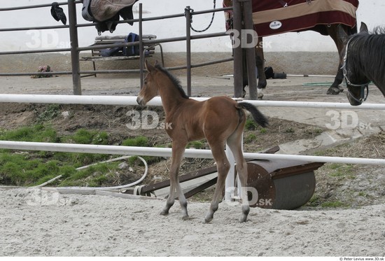 Whole Body Foal