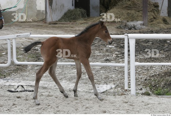 Whole Body Foal