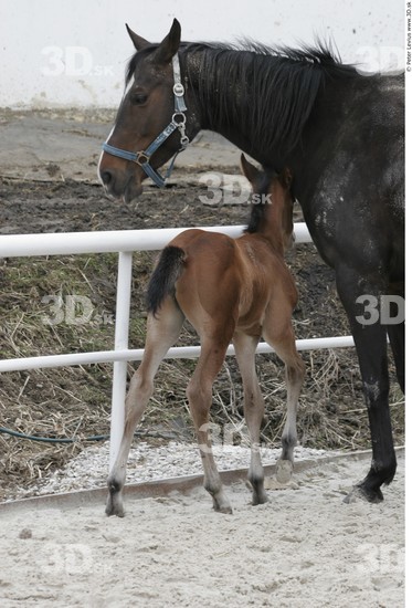 Whole Body Foal