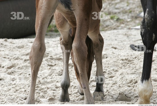 Leg Foal