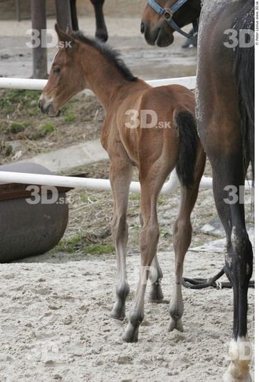 Whole Body Foal