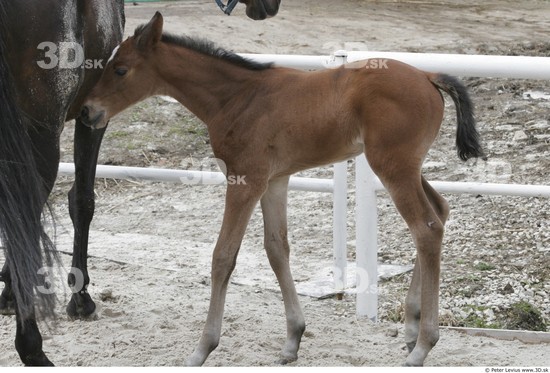 Whole Body Foal