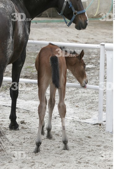 Whole Body Foal