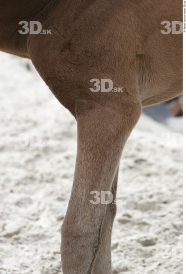 Leg Foal