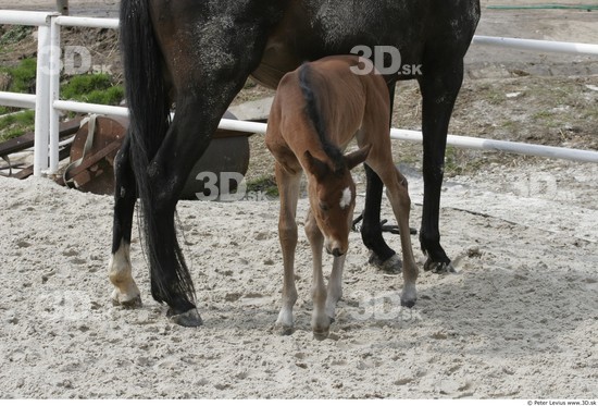 Whole Body Foal