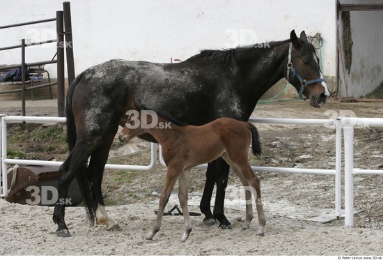 Whole Body Foal