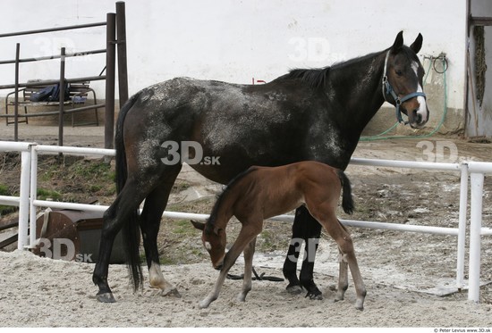 Whole Body Foal