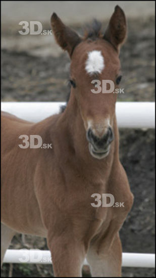 Head Foal