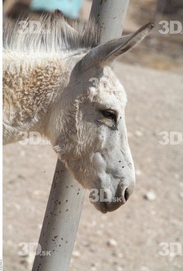 Head Donkey