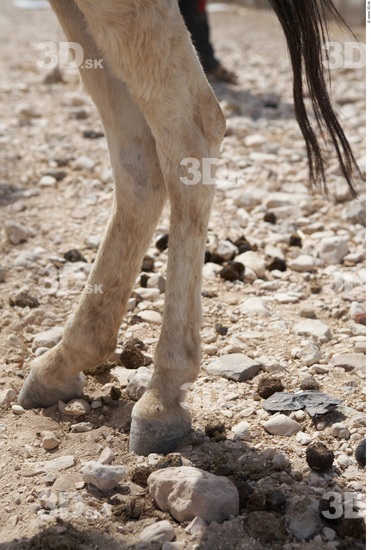 Calf Donkey