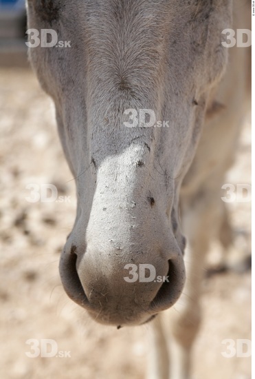 Nose Donkey