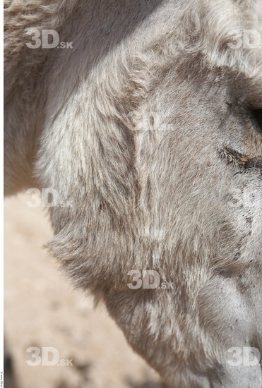 Face Donkey