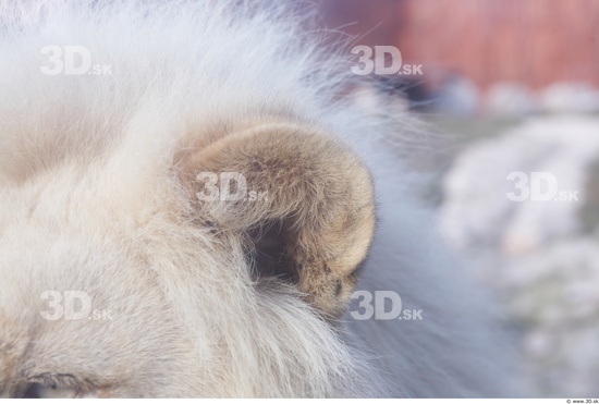Ear Tongue Lion Animal photo references