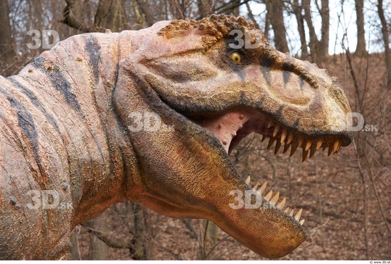 Head Dinosaurus-Thyranosaurus