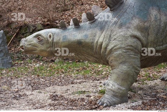 Whole Body Head Dinosaurus-Stegosaurus Animal photo references