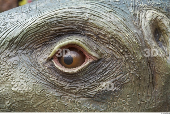 Eye Whole Body Dinosaurus-Stegosaurus Animal photo references