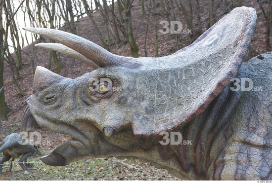 Whole Body Head Dinosaurus-Triceratops Animal photo references