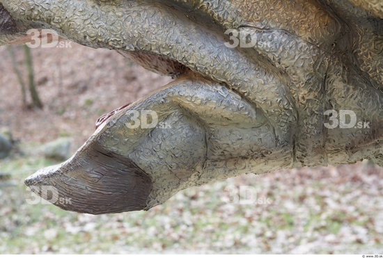 Mouth Whole Body Dinosaurus-Triceratops Animal photo references
