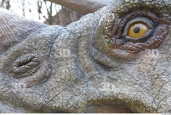 Nose Whole Body Dinosaurus-Triceratops Animal photo references