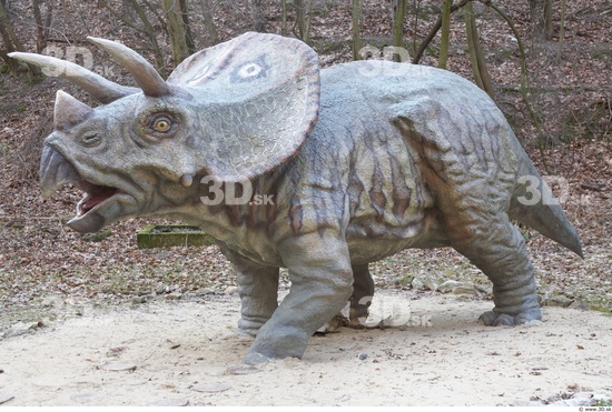 Whole Body Dinosaurus-Triceratops Animal photo references