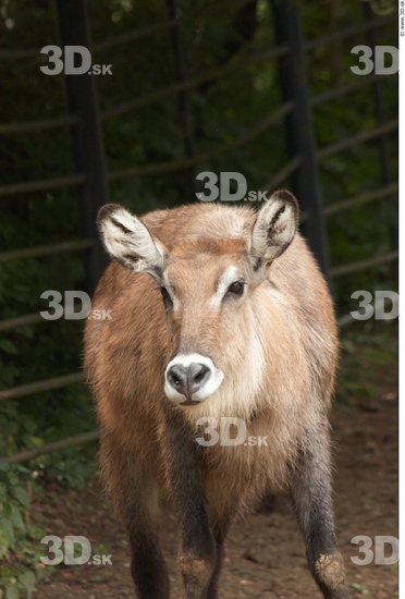 Head Deer