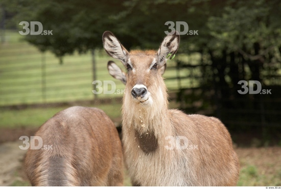 Head Deer