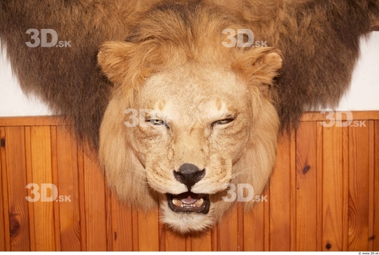Skin Lion