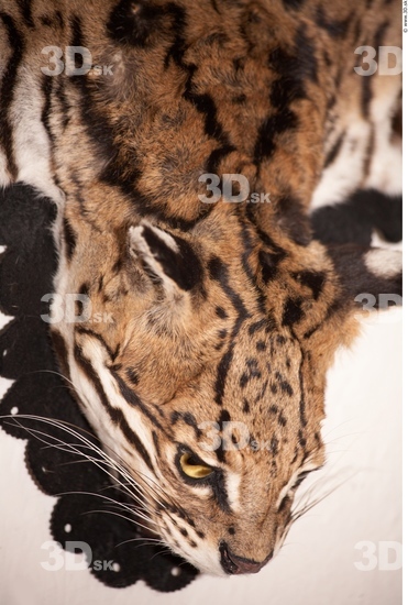 Skin Ocelot