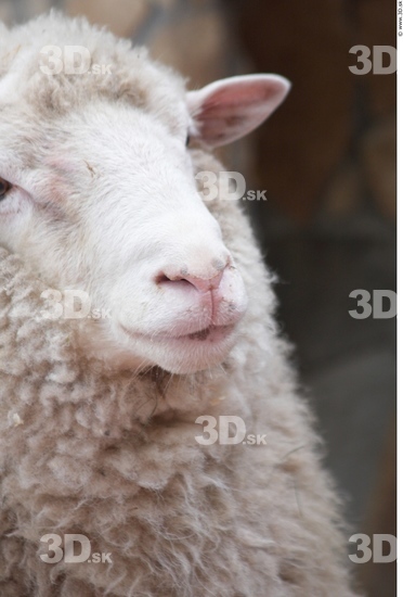 Nose Sheep