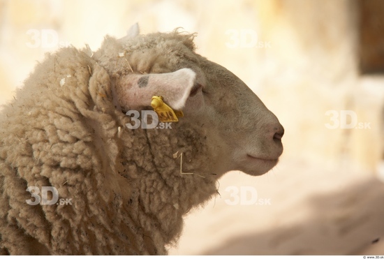 Head Sheep