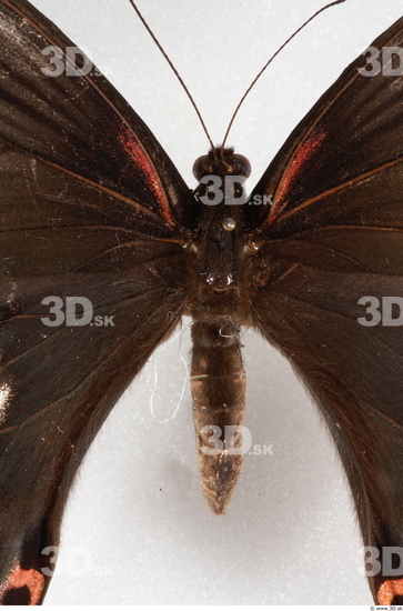 Upper Body Insect