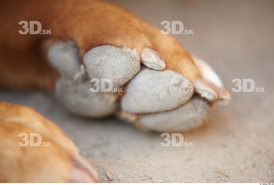 Foot Dog