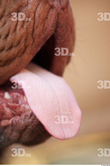 Tongue Dog