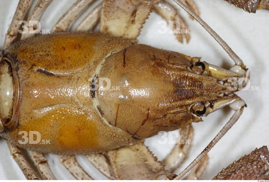 Hand Breast Crawfish Animal photo references