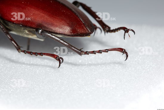 Leg Beetle