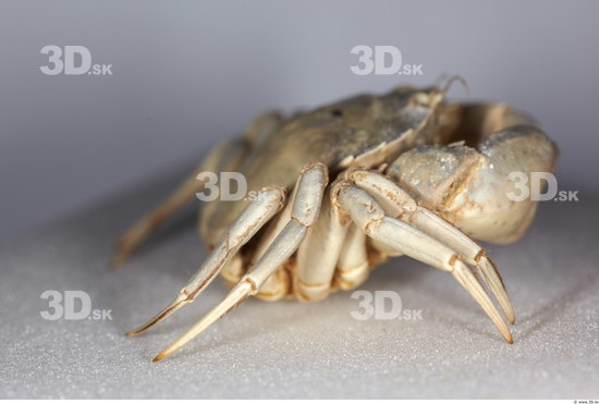 Whole Body Crab