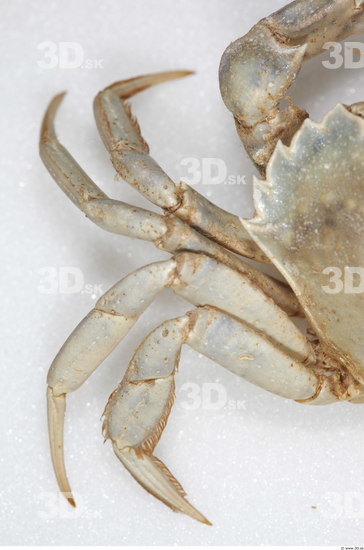 Leg Crab